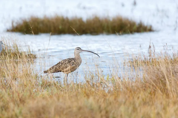 Long Billed Curlew Blackie Spit Park Vancouver Canada — Stock Photo, Image