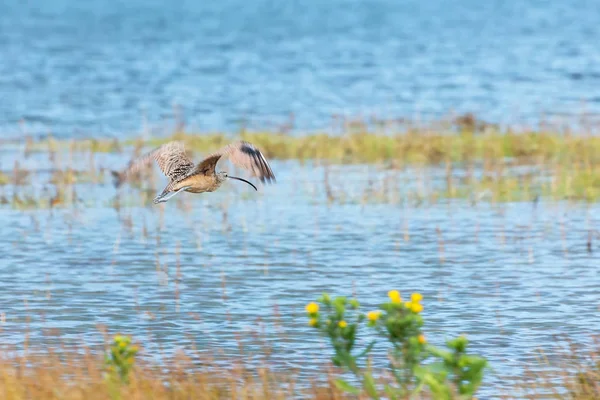 Curlew Becco Lungo Parco Blackie Spit Vancouver Canada — Foto Stock