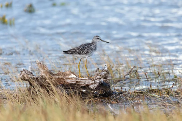 Yellowlegs 在加拿大不列颠哥伦比亚省温哥华的黑水吐园 — 图库照片