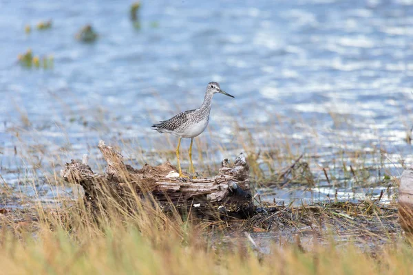 Maiores Pernas Amarelas Blackie Spit Park Vancouver Canada — Fotografia de Stock