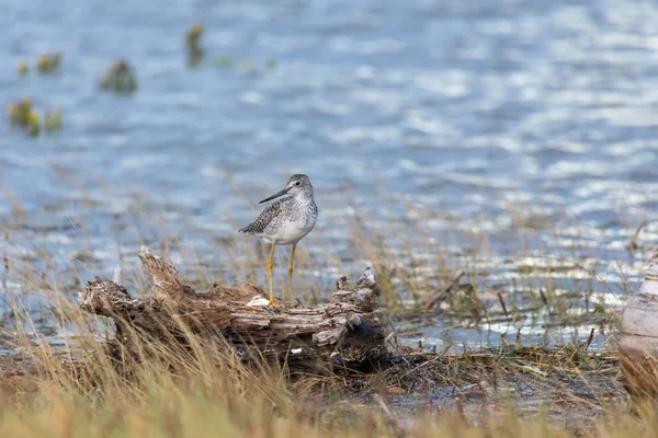 Grotere Geelpootruiter Blackie Spit Park Vancouver Canada — Stockfoto