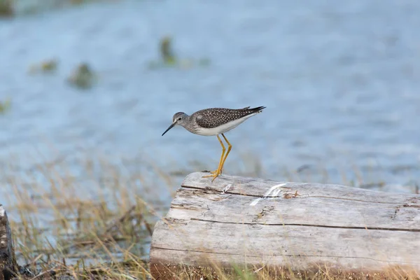 Greater Yellowlegs Blackie Spit Park Vancouver Canada — Stock Photo, Image