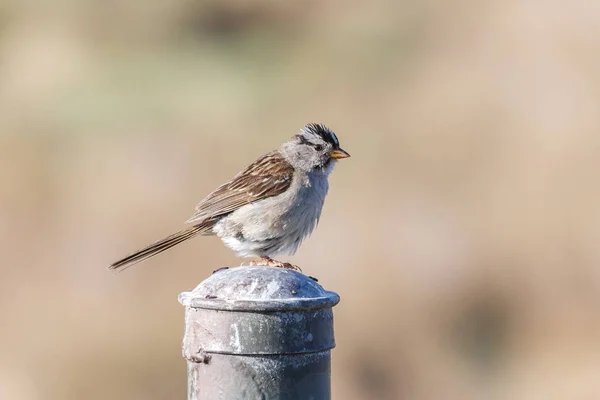 Fehér Koronás Sparrow Blackie Földnyelv Park Vancouver Kanada Stock Fotó