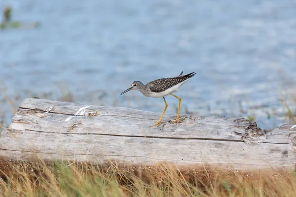 Μεγαλύτερη Yellowlegs Στο Πάρκο Blackie Σούβλα Βανκούβερ Του Καναδά Εικόνα Αρχείου