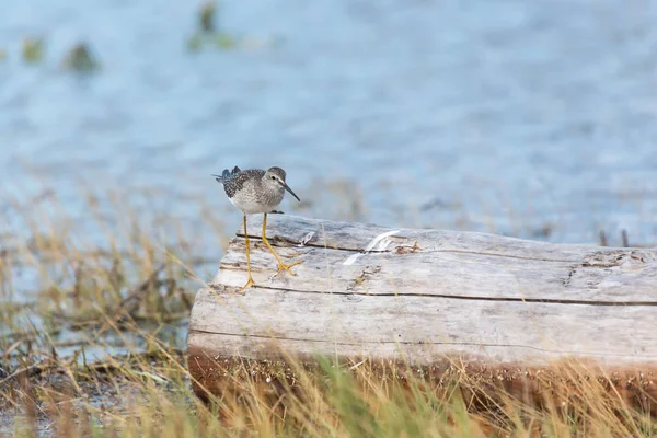 Greater Yellowlegs Blackie Spit Park Vancouver Canada — Stock Photo, Image