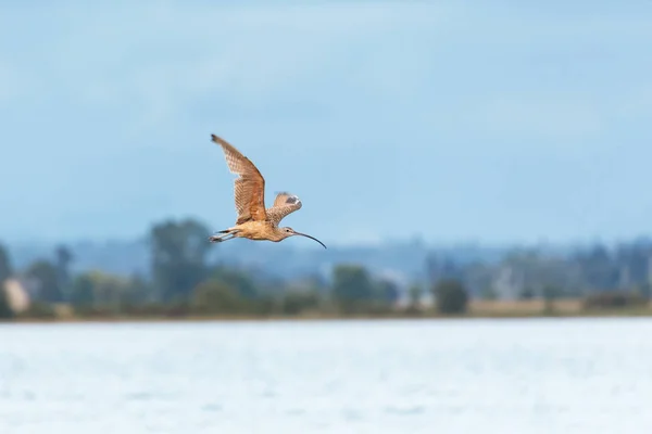 Curlew Becco Lungo Parco Blackie Spit Vancouver Canada — Foto Stock