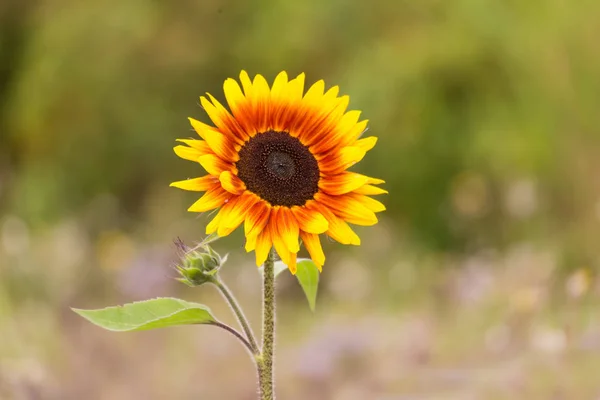 Variété Pétard Tournesol Fleurs Gros Plan — Photo