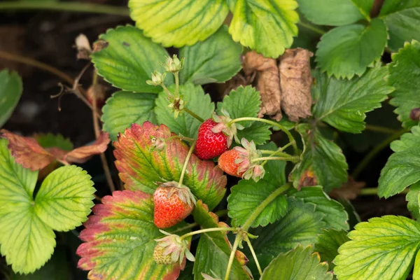 Frische Rote Erdbeere Auf Dem Feld Nahaufnahme — Stockfoto