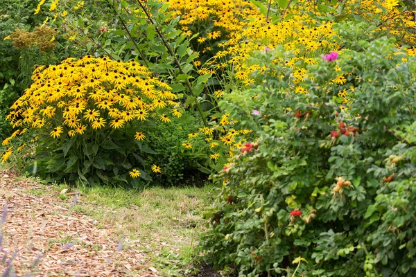 Jardín Flores Margarita Amarilla Belleza Naturaleza — Foto de Stock