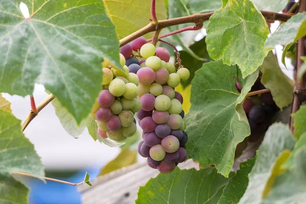 葡萄架子上的鲜红色葡萄 — 图库照片