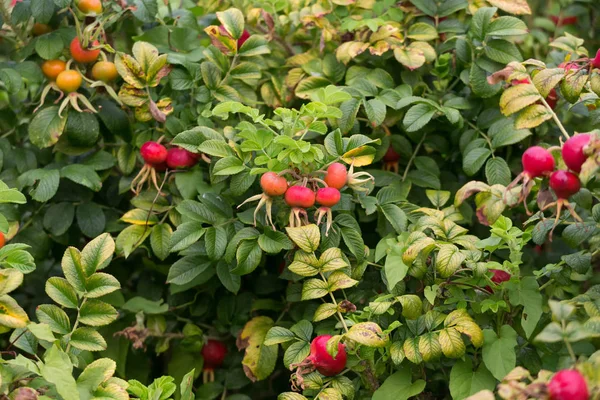 Rosa Rugosa Healthly Mat Närbild — Stockfoto