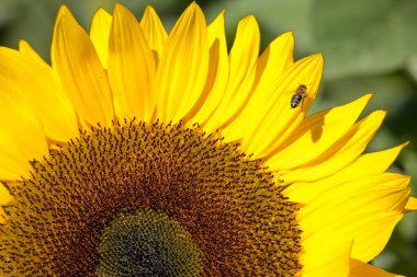 Güzel parlak sarı çiçek açan ayçiçeği yakın çekim 