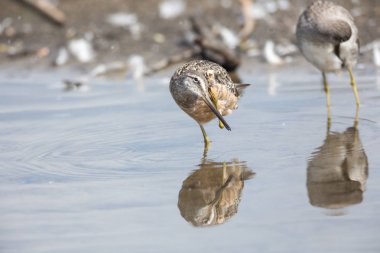 Dowitcher uzun gagalı kuş, Vancouver Bc Kanada