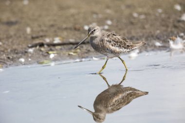 Dowitcher uzun gagalı kuş, Vancouver Bc Kanada