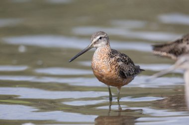 Dowitcher uzun gagalı kuş, Vancouver Bc Kanada