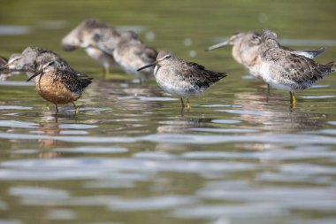 Dowitcher uzun gagalı kuş, Vancouver Bc Kanada