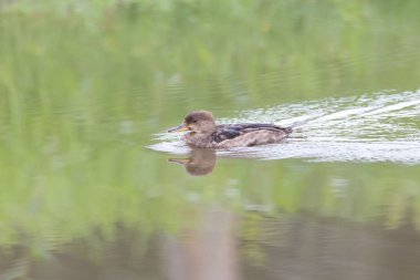 Vancouver Bc Kanada kapüşonlu merganser Juvenil ördek