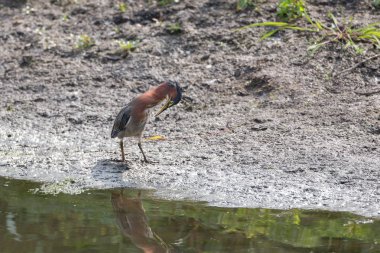 Yeşil balıkçıl kuş, Vancouver Bc Kanada