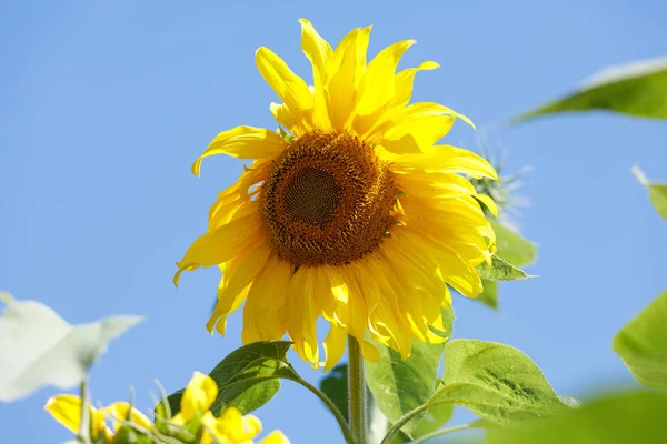 Girassol Florescendo Amarelo Brilhante Bonito Perto — Fotografia de Stock