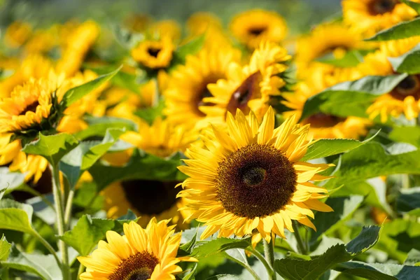 Girassol Florescendo Amarelo Brilhante Bonito Canadá — Fotografia de Stock