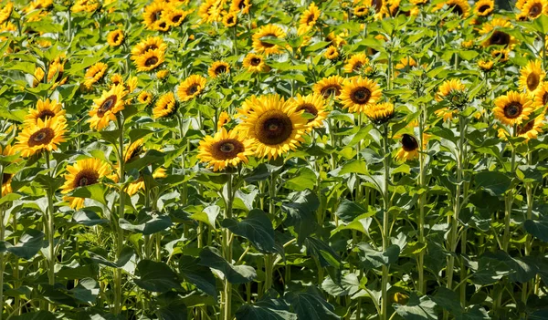 Girassol Florescendo Amarelo Brilhante Bonito Campo Fazenda — Fotografia de Stock