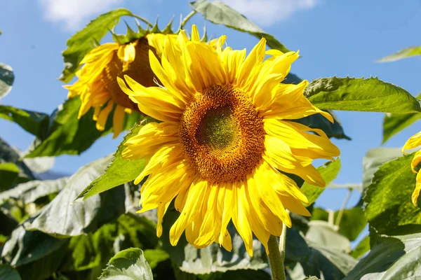 Girassol Florescendo Amarelo Brilhante Bonito Perto — Fotografia de Stock