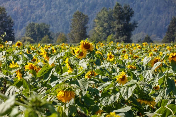 Beautiful Bright Yellow Blooming Sunflower Farm Field — Stock Photo, Image