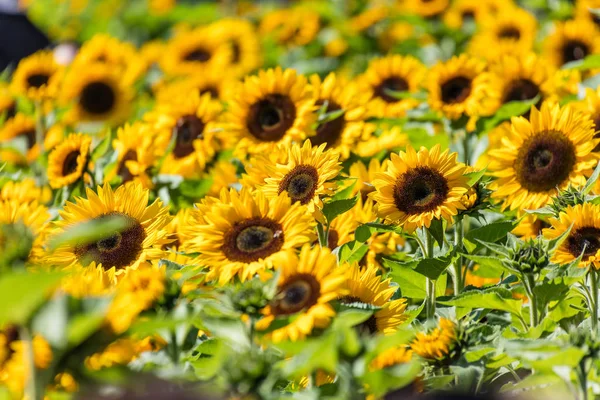 Girassol Florescendo Amarelo Brilhante Bonito Campo Fazenda — Fotografia de Stock