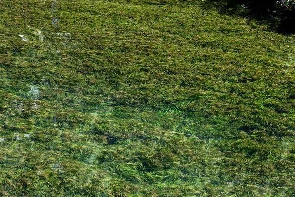 Planta Água Erva Daninha Grama Aquática Textura Subaquática — Fotografia de Stock