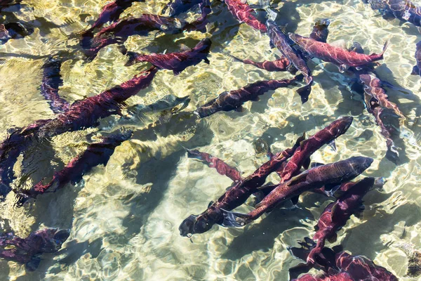 Roter Laichender Sockeye Lachs Bei Canada — Stockfoto