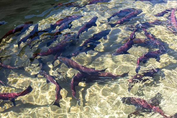 カナダの紅鮭を産卵赤 — ストック写真