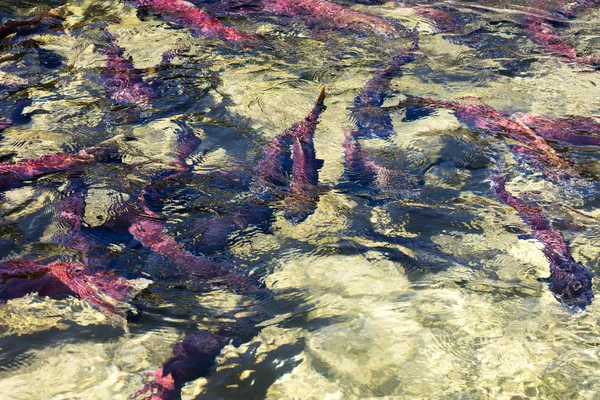 カナダの紅鮭を産卵赤 — ストック写真