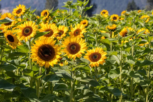 Girassol Florescendo Amarelo Brilhante Bonito Campo Fazenda — Fotografia de Stock