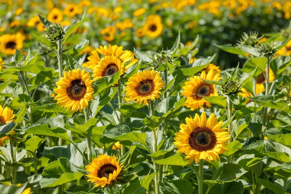 Girassol Florescendo Amarelo Brilhante Bonito Perto — Fotografia de Stock