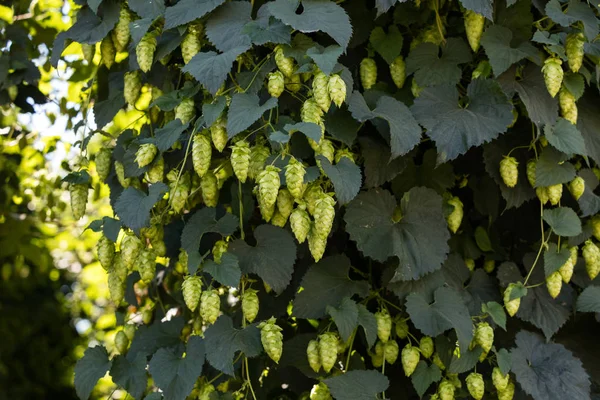 Flor Lúpulo Verde Madura Canadá — Foto de Stock