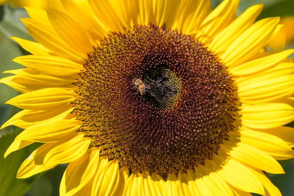 Güzel parlak sarı çiçek açan ayçiçeği yakın çekim 