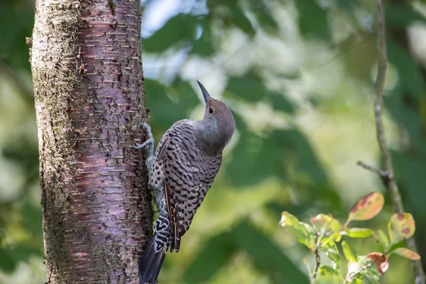 Northern Flicker Pássaro Vancouver Canadá — Fotografia de Stock