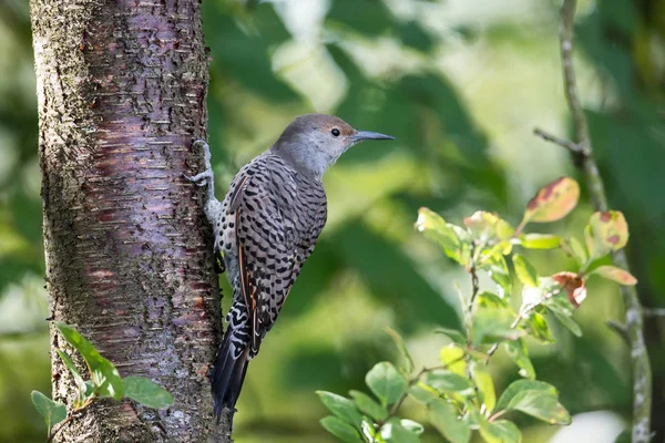 Northern Flicker Pássaro Vancouver Canadá — Fotografia de Stock