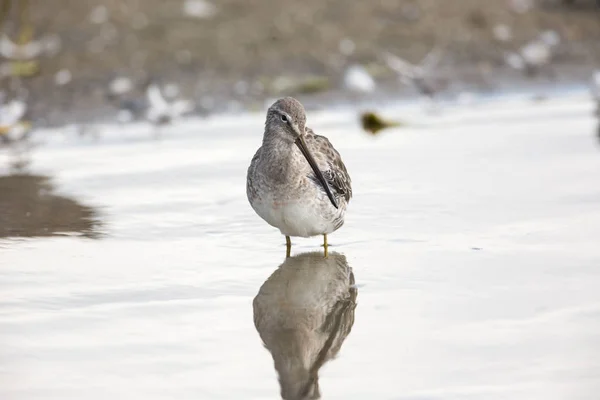 加拿大不列颠哥伦比亚省的长嘴 Dowitcher — 图库照片