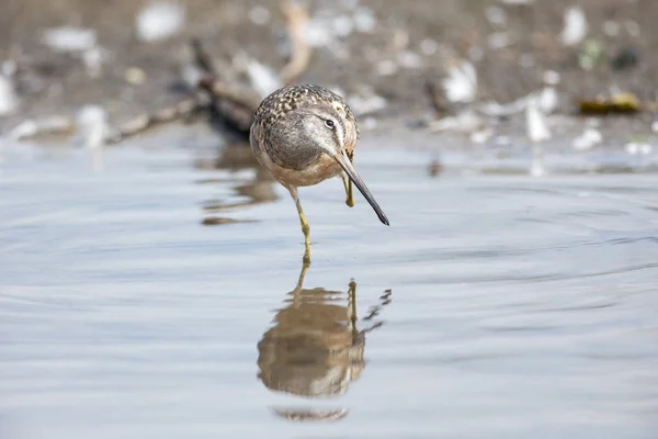 加拿大不列颠哥伦比亚省的长嘴 Dowitcher — 图库照片