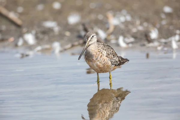 Dowitcher Uzun Gagalı Kuş Vancouver Kanada — Stok fotoğraf