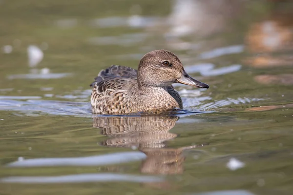 Female Green Winged Teal Vancouver Canada — Stock Photo, Image