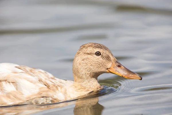 Albino Stockente Auf Dem Wasser Bei Vancouver Canada — Stockfoto