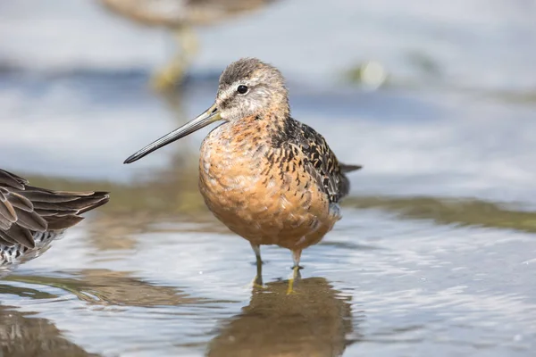 Dowitcher Długodzioba Ptak Vancouver Kanada — Zdjęcie stockowe