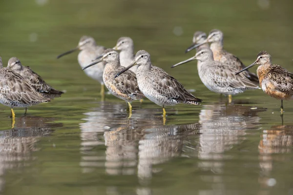 Dowitcher Uzun Gagalı Kuş Vancouver Kanada — Stok fotoğraf