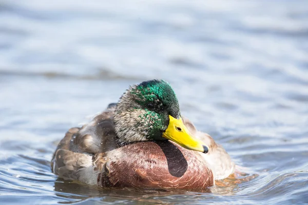 Canard Colvert Sur Eau Vancouver Canada — Photo