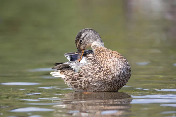 Ánade Real Agua Vancouver Canada — Foto de Stock