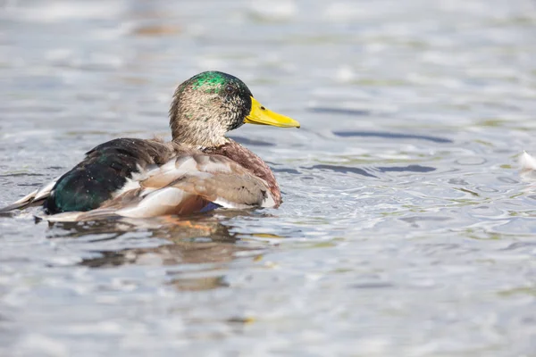 Mallard Duck Water Vancouver Canada — Stock Photo, Image