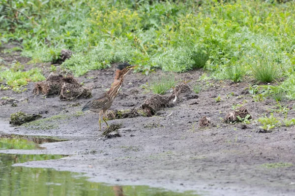 Groene Reiger Vogel Vancouver Canada — Stockfoto