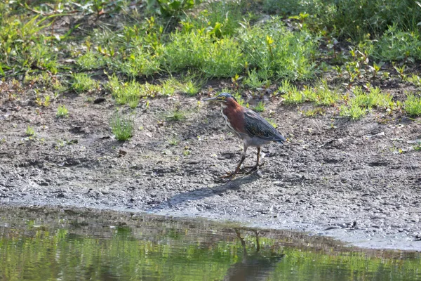 Groene Reiger Vogel Vancouver Canada — Stockfoto